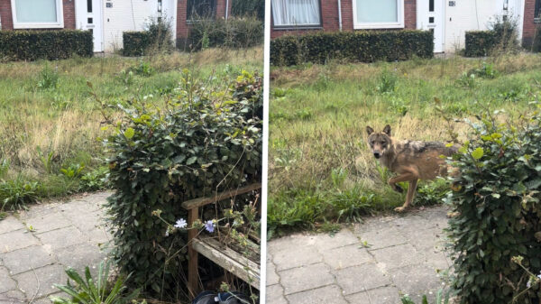 Klusjesman in Epe schrikt zich een hoedje als wolf plots pal naast 'm staat