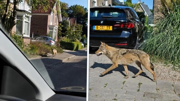 Brutaal wandelende wolf houdt zich opvallend netjes aan de verkeersregels