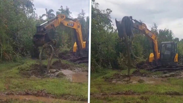 Graafmachine trekt tijdens werkzaamheden ineens gigantische python uit de grond