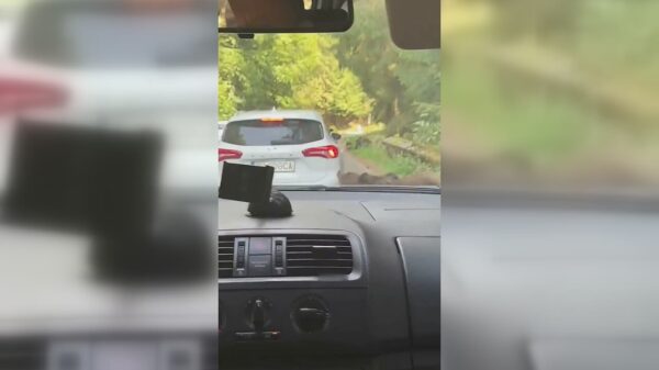 Beer in Roemeens gebergte rukt bumper van een auto af