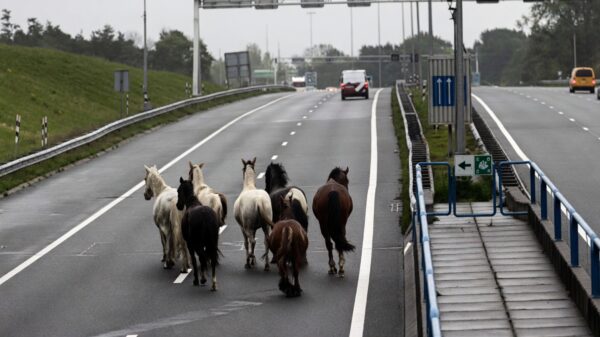 Kudde paarden draaft gezellig door Wijkertunnel, A9 tijdelijk afgesloten