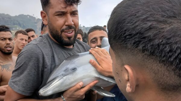 Ophef in Ceuta om migranten die dode babydolfijn boven hun hoofd houden