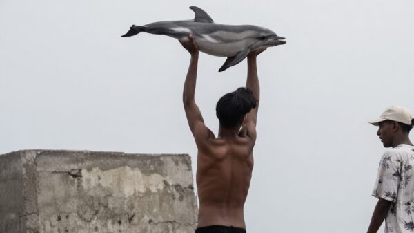 Ophef in Ceuta om migranten die dode babydolfijn boven hun hoofd houden