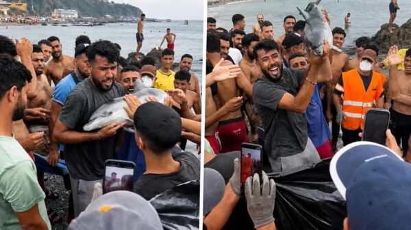Ophef in Ceuta om migranten die dode babydolfijn boven hun hoofd houden