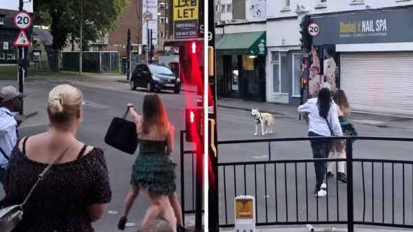 Ziekelijk: Hond wordt doelwit tijdens messengevecht tussen kansenparels