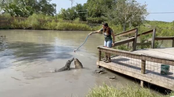Horrormoment: Hek breekt en vrouw valt tussen de hongerige alligators