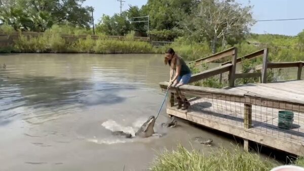 Horrormoment: Hek breekt en vrouw valt tussen de hongerige alligators