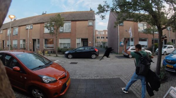 Zoekzoek: Mafklapper in IJmuiden mishandelt een kat uit het niets