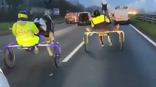 Het bewijs dat je met paarden niet op de snelweg moet racen