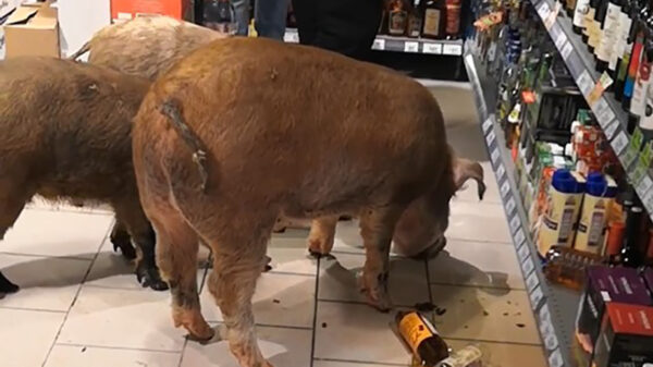 Weggelopen varkens trekken een hele drankafdeling leeg