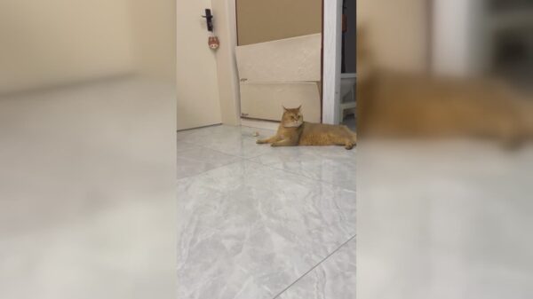 Bestaat er een dommere kat dan deze?