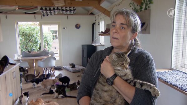 Al 700 zwerfkatten afgeschoten, dierenorganisaties starten petitie