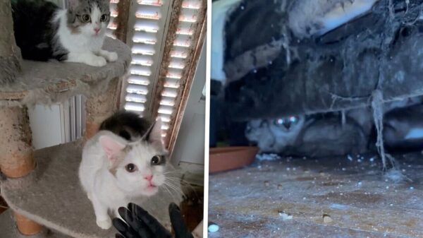 75 katten aangetroffen in klein appartement in Parijs, dode kittens in vriezer