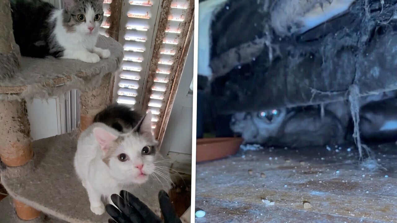 75 katten aangetroffen in klein appartement in Parijs, dode kittens in vriezer