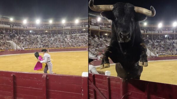 Filmer schijt zeven kleuren als stier ineens over de afscheiding springt in Murcia