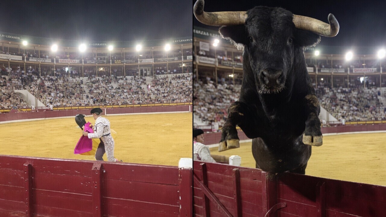 Filmer schijt zeven kleuren als stier ineens over de afscheiding springt in Murcia