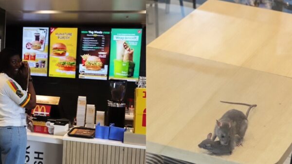 Smakelijk eten: Ratten hebben het reuzegezellig op tafel in Indiase McDonald's
