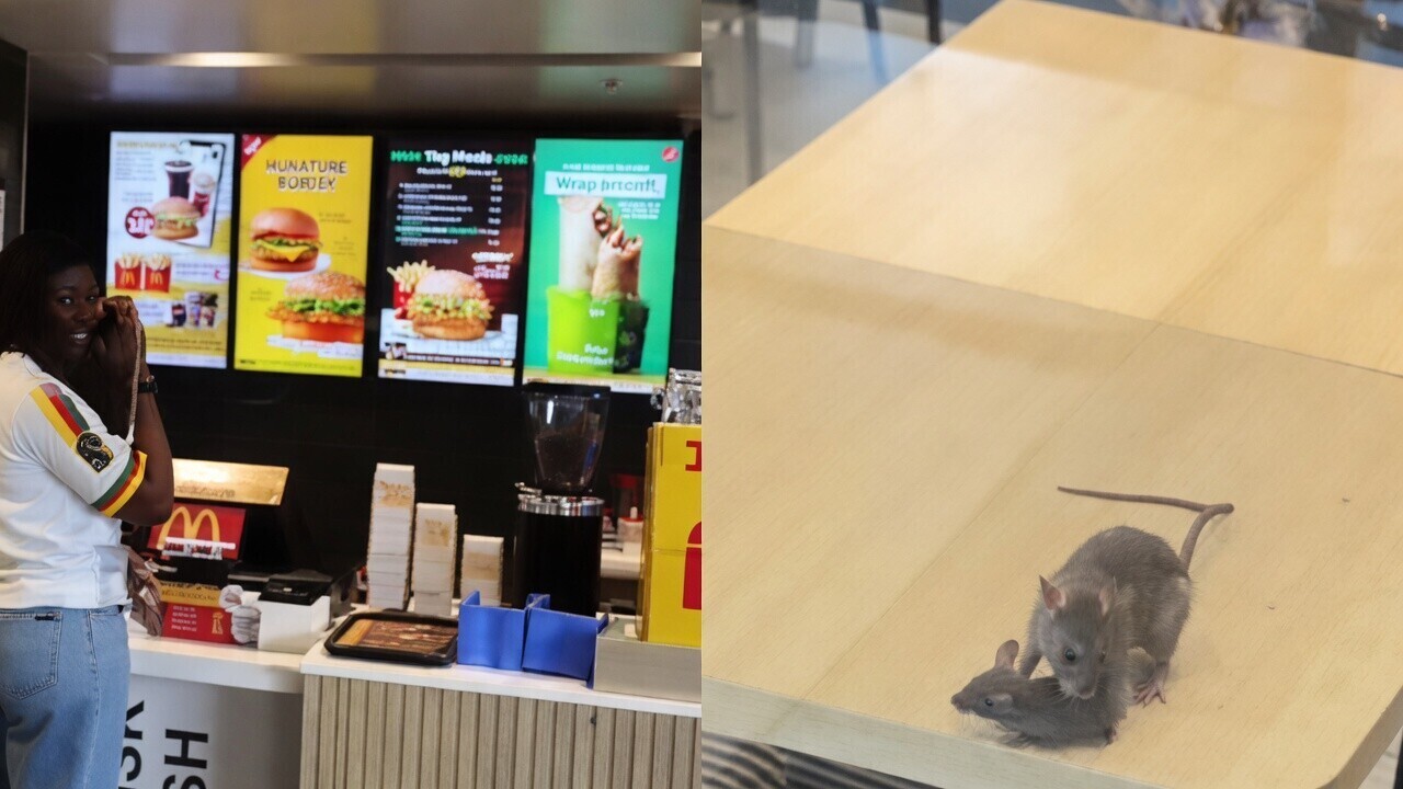 Smakelijk eten: Ratten hebben het reuzegezellig op tafel in Indiase McDonald's