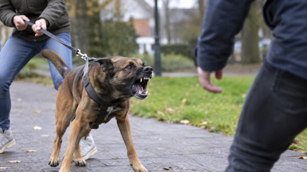 Staatssecretaris wil cursus voor baasjes van honden met 'bijtrisico' verplichten