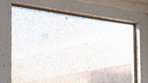 Flat in Breda opnieuw geteisterd door een miljoenmiljard grasvliegjes