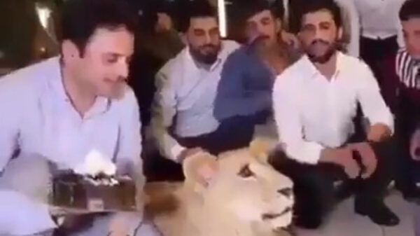 Alleen voor lefgozers: een leeuw een taart in zijn snuit gooien