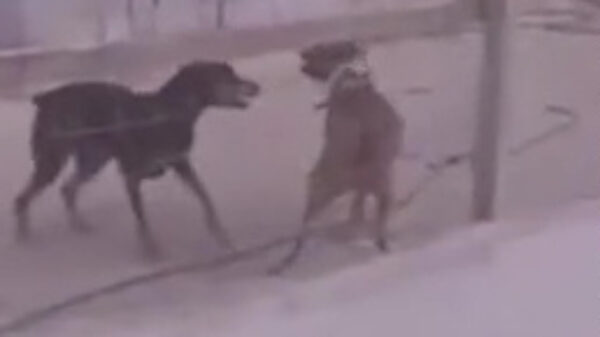 Ooit al eens een hond een andere hond met een schep zien meppen?