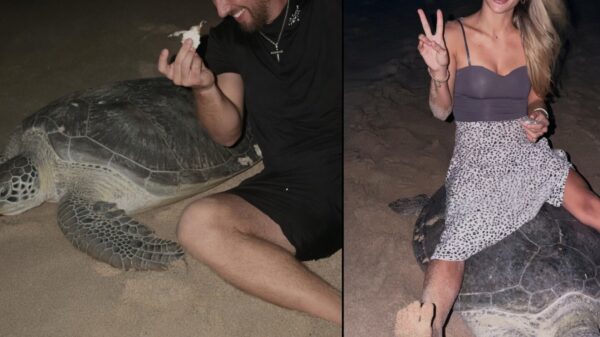 Woede om influencer op schildpad: "Hij houdt zelfs een babyschildpad vast"