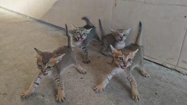 Deze 4 zijn niet voor de poes