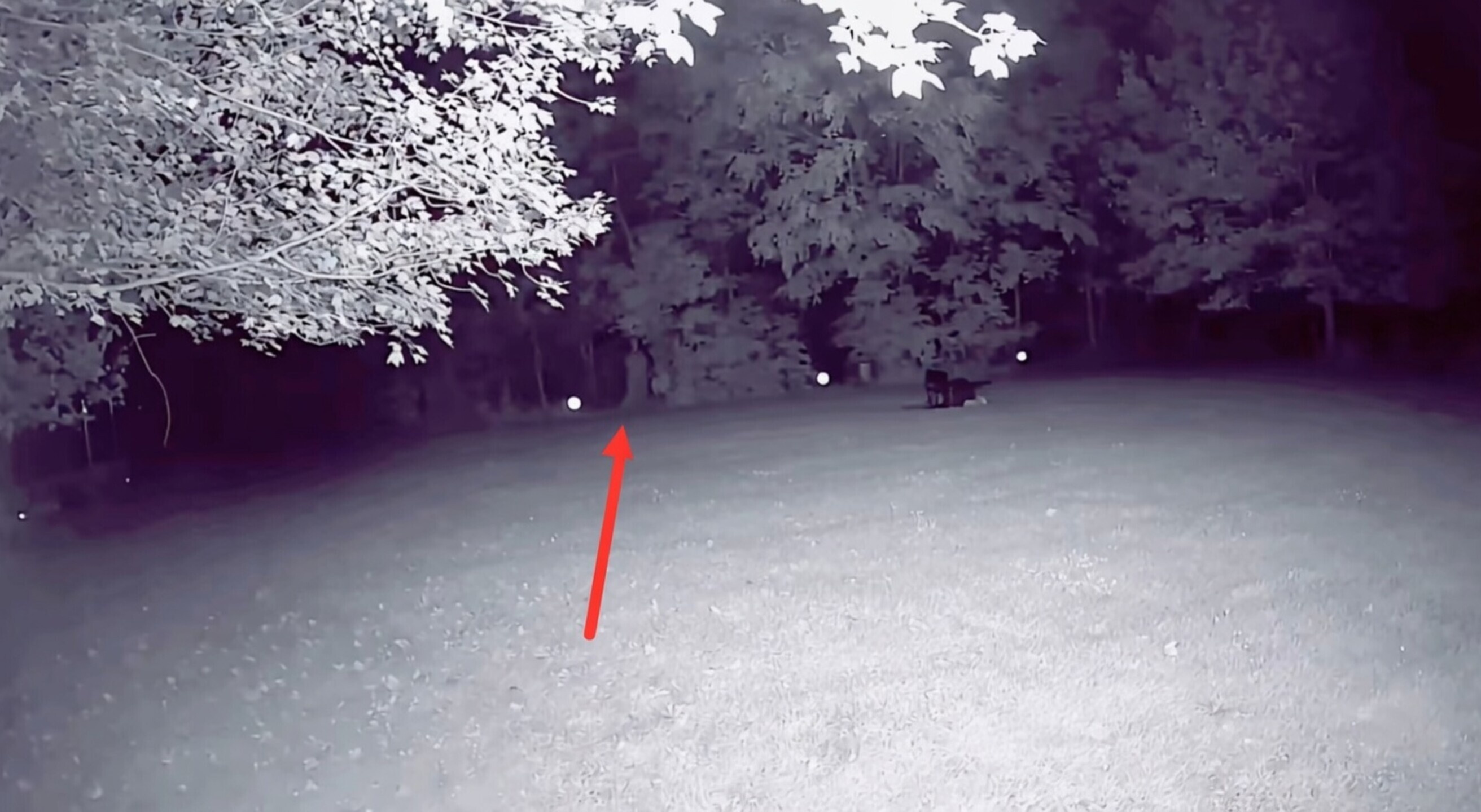 Nachtmerrie op beeld: Wat loopt er in hemelsnaam door deze tuin?!