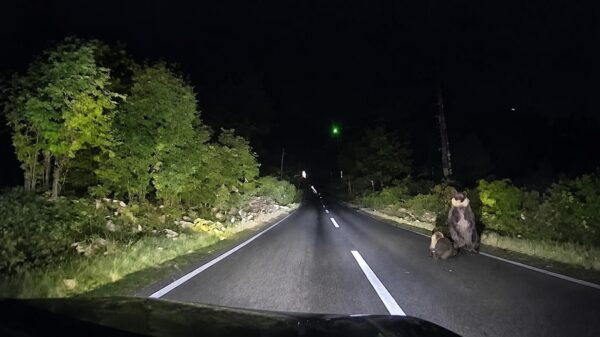 Moederbeer gaat tekeer op motorkap van een Japanse vrouw