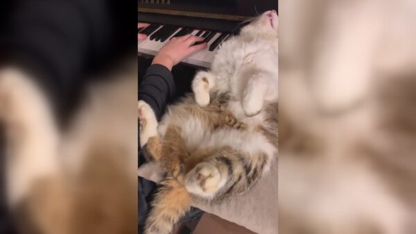 Kat is een echte liefhebber van klassiek