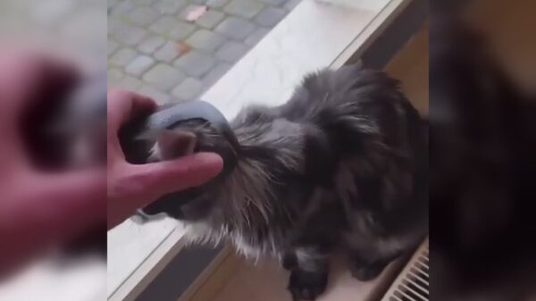 Ineens heb je Catman als huisdier