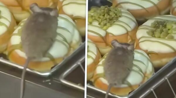 Gadverdamme: Muis ligt tussen de donuts in Eindhoven en de hele wereld kijkt mee