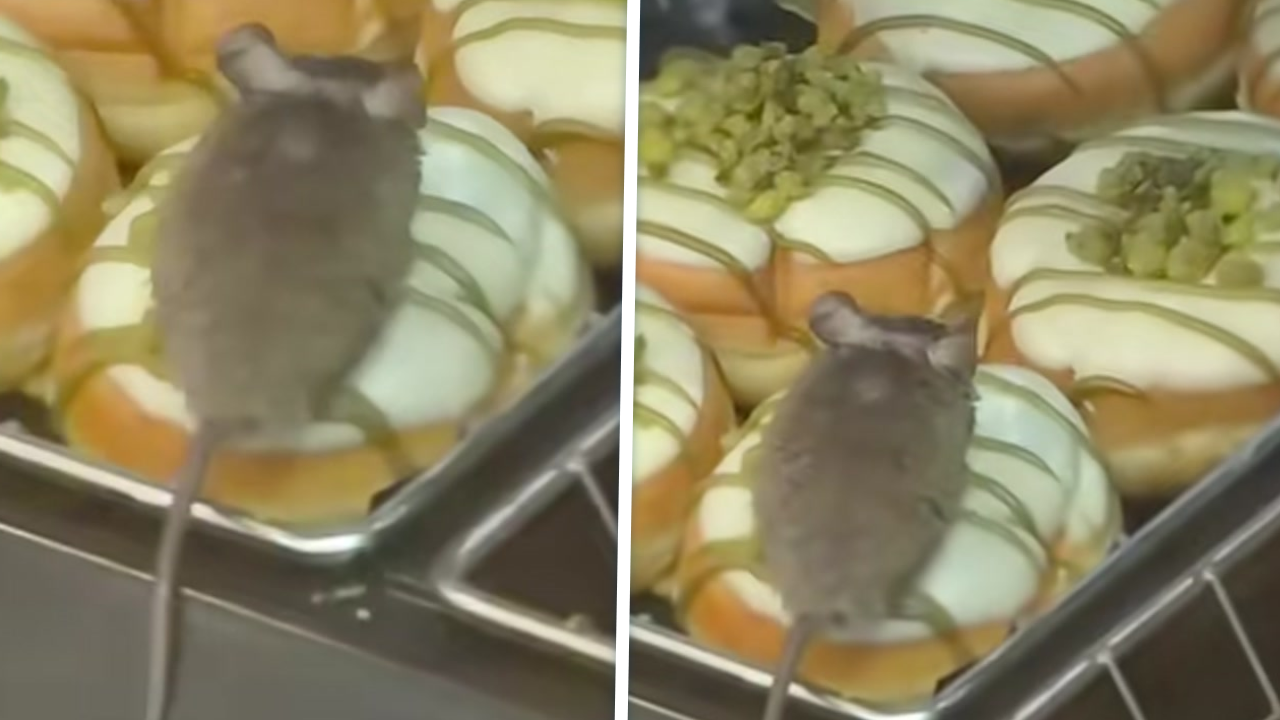 Gadverdamme: Muis ligt tussen de donuts in Eindhoven en de hele wereld kijkt mee