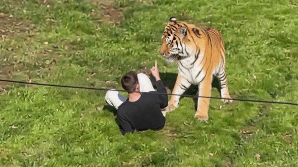 Bizarre beelden: Man gedood door tijger na sprong in verblijf Brits dierenpark