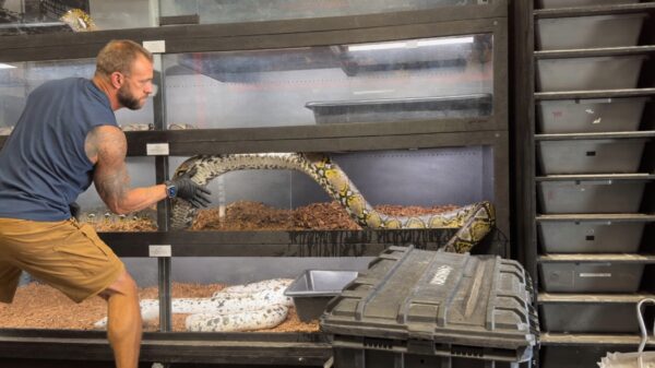 Gigantische python beukt 't glas van z'n terrarium aan gort tijdens opname