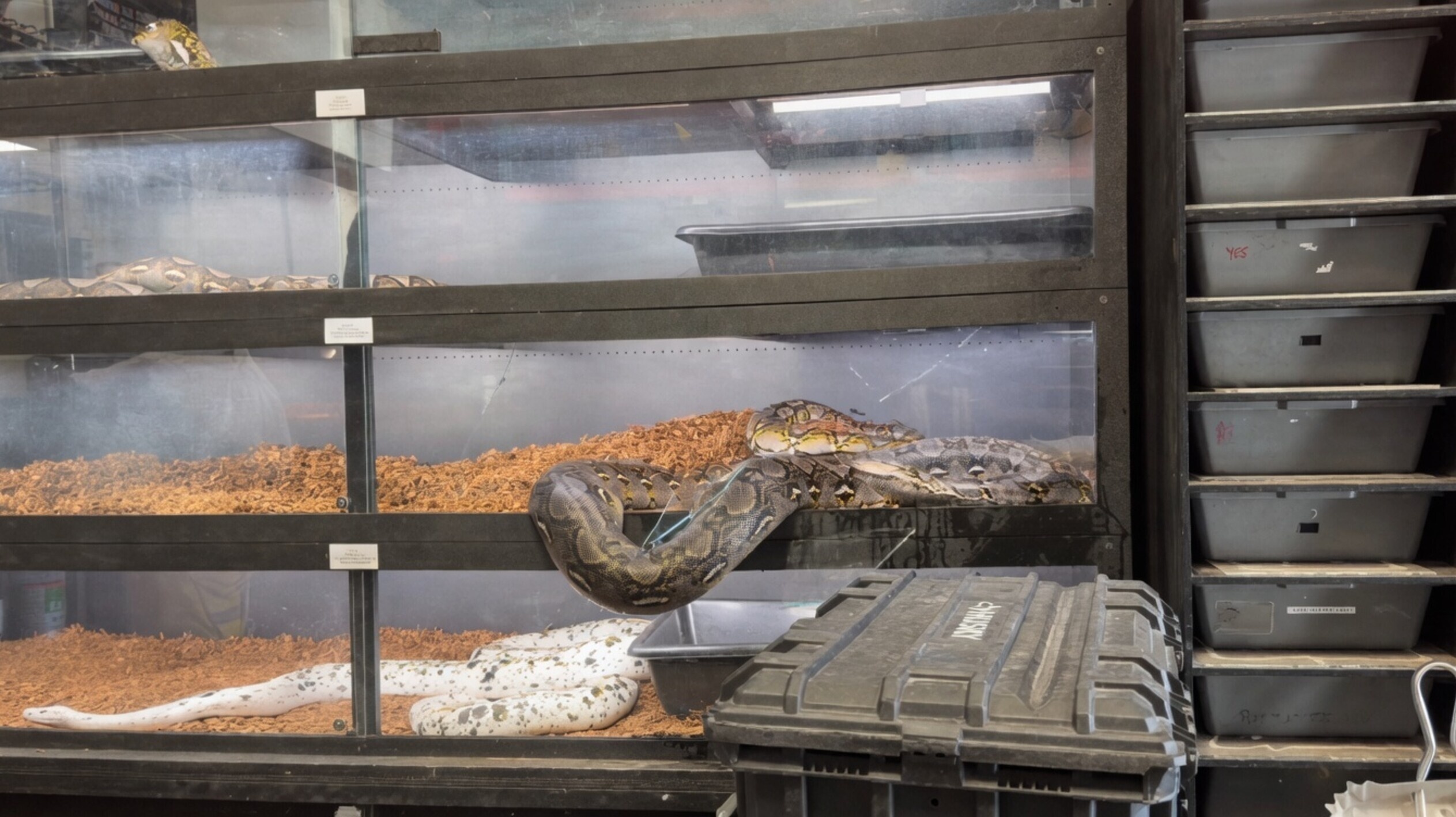 Gigantische python beukt 't glas van z'n terrarium aan gort tijdens opname
