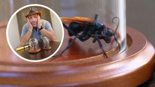Welke steek is het pijnlijkst, die van de Cow Killer of de Tarantula Hawk?