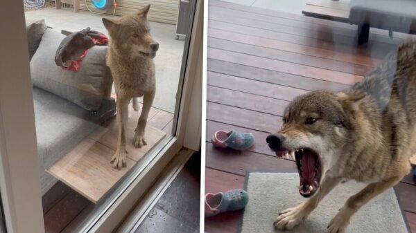 Drentse wolf komt gevaarlijk dichtbij via achtertuin en hapt naar filmer