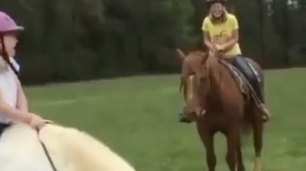 Als je paard zich als hond identificeert