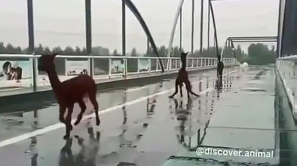 Altijd vervelend als de traction control het laat afweten