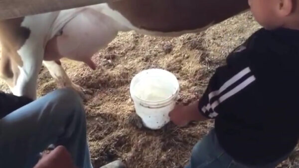 Nope, geen melk meer voor mij