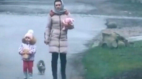 Mollige huiskat doet aan parkour