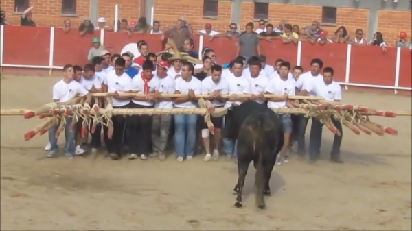 Nieuwe manier van stierenvechten: 30 mensen tegen één dolle stier