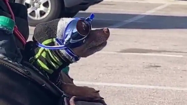 Woefdram mag vandaag mee voor een ritje op de motor