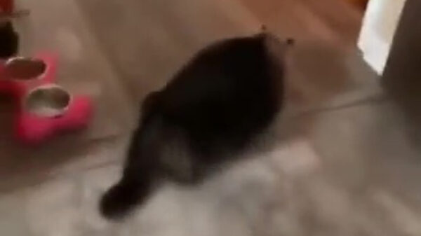 Kat heeft iets te vaak Tokyo Drift gekeken