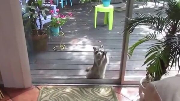 Aandacht vragen: zo moet het