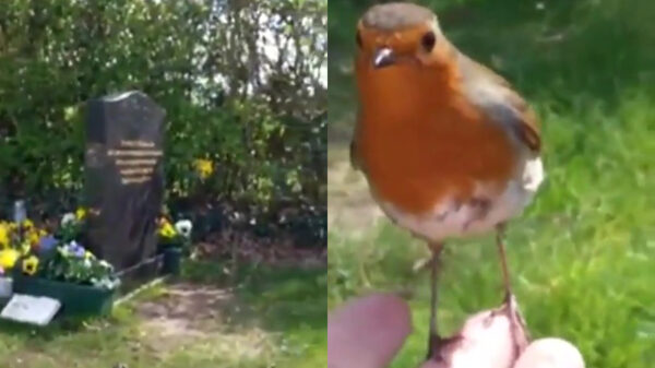 Vogeltje bezorgt vrouw emotioneel moment bij het graf van haar zoontje