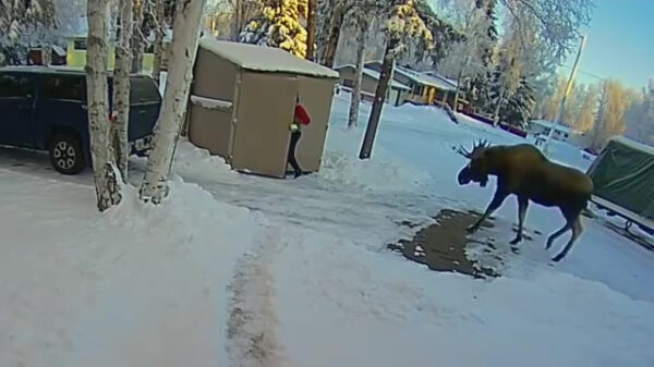 Man verstopt zich in een schuurtje om aan een enorme eland te ontsnappen