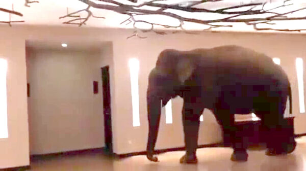Olifant wandelt op zijn dooie gemakkie door een hotel in Sri Lanka
